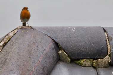08 October 2021 - 09-56-27
This little robin was singing his little heart out atop one of the houses in front. He's probably telling his mate about the poor state of the ridge tiles.
------------------------
Robin on the roof